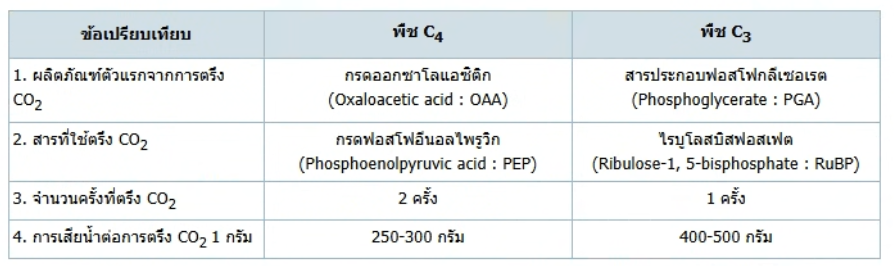 วิธีทำและคำอธิบายเฉลยข้อ 11 — ข้อสอบ เข้ามหาวิทยาลัย วิชาชีววิทยา (มีนาคม 2548)