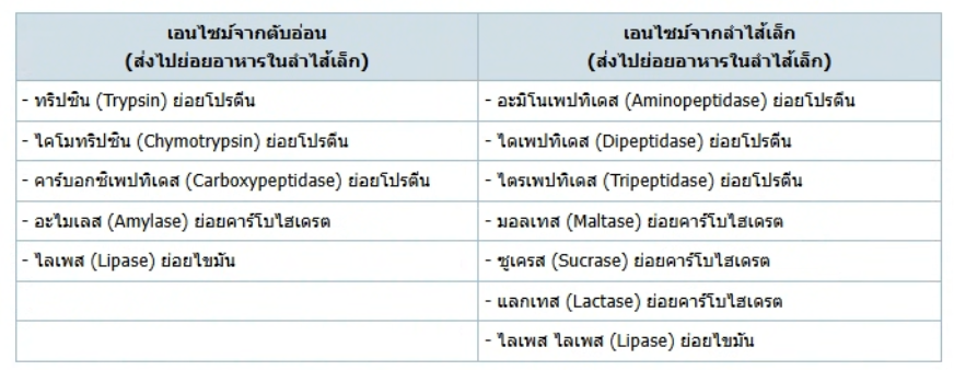 วิธีทำและคำอธิบายเฉลยข้อ 17 — ข้อสอบ เข้ามหาวิทยาลัย วิชาชีววิทยา (มีนาคม 2548)