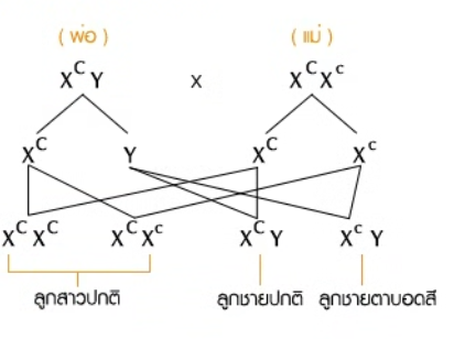 วิธีทำและคำอธิบายเฉลยข้อ 18 — ข้อสอบ เข้ามหาวิทยาลัย วิชาชีววิทยา (มีนาคม 2548)