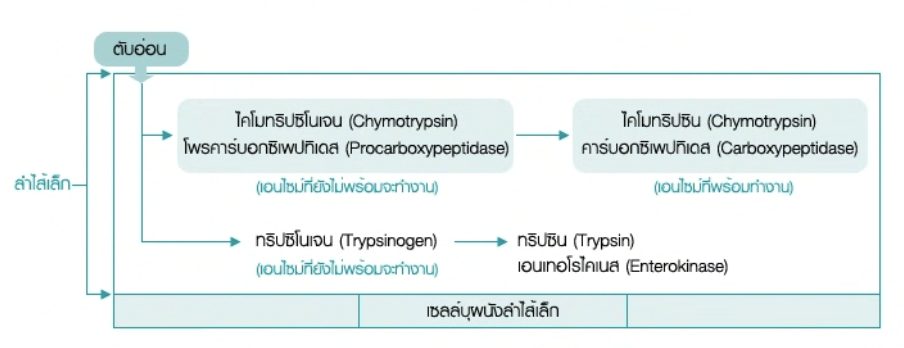 วิธีทำและคำอธิบายเฉลยข้อ 2 — ข้อสอบ เข้ามหาวิทยาลัย วิชาชีววิทยา (มีนาคม 2548)