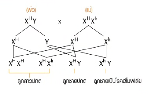 วิธีทำและคำอธิบายเฉลยข้อ 27 — ข้อสอบ เข้ามหาวิทยาลัย วิชาชีววิทยา (มีนาคม 2548)