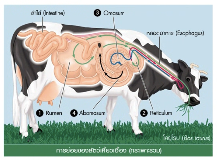 วิธีทำและคำอธิบายเฉลยข้อ 36 — ข้อสอบ เข้ามหาวิทยาลัย วิชาชีววิทยา (มีนาคม 2548)