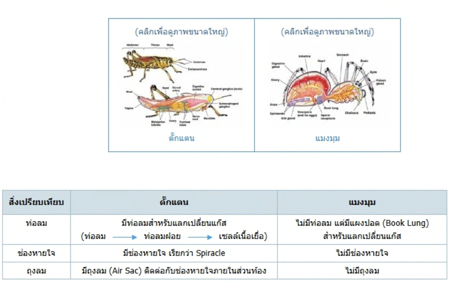 วิธีทำและคำอธิบายเฉลยข้อ 42 — ข้อสอบ เข้ามหาวิทยาลัย วิชาชีววิทยา (มีนาคม 2548)