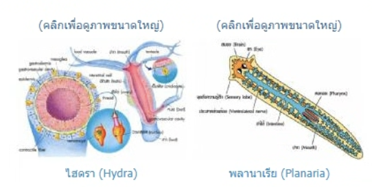วิธีทำและคำอธิบายเฉลยข้อ 44 — ข้อสอบ เข้ามหาวิทยาลัย วิชาชีววิทยา (มีนาคม 2548)