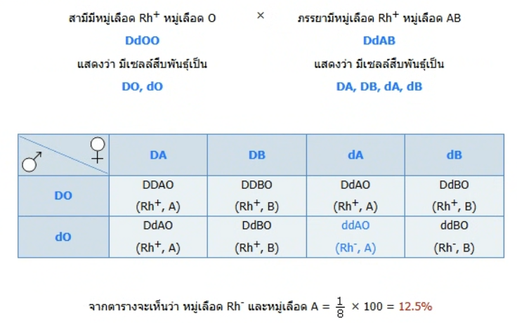 วิธีทำและคำอธิบายเฉลยข้อ 52 — ข้อสอบ เข้ามหาวิทยาลัย วิชาชีววิทยา (มีนาคม 2548)