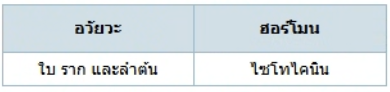 ตัวเลือกที่ 3