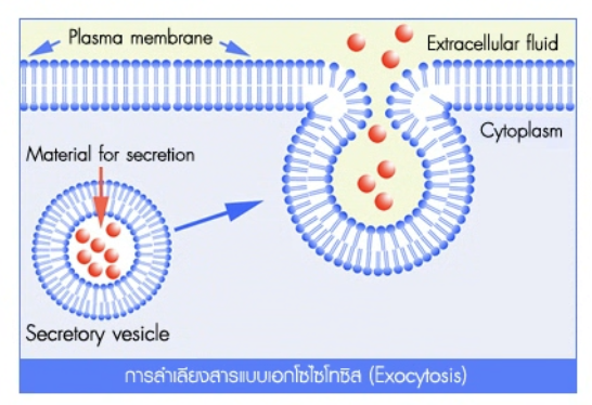วิธีทำและคำอธิบายเฉลยข้อ 60 — ข้อสอบ เข้ามหาวิทยาลัย วิชาชีววิทยา (มีนาคม 2548)