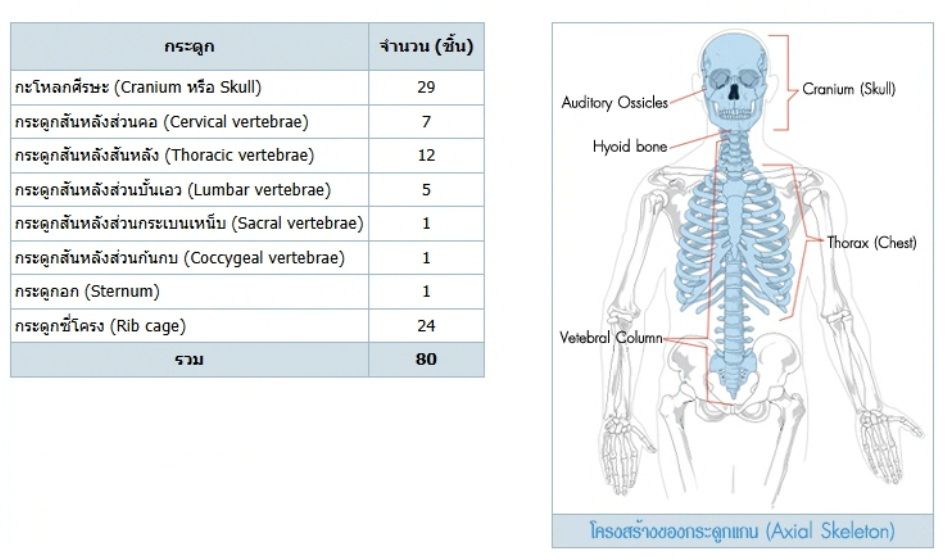 วิธีทำและคำอธิบายเฉลยข้อ 79 — ข้อสอบ เข้ามหาวิทยาลัย วิชาชีววิทยา (มีนาคม 2548)