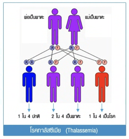 วิธีทำและคำอธิบายเฉลยข้อ 84 — ข้อสอบ เข้ามหาวิทยาลัย วิชาชีววิทยา (มีนาคม 2548)