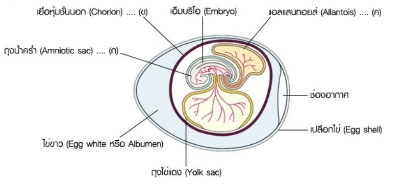 วิธีทำและคำอธิบายเฉลยข้อ 88 — ข้อสอบ เข้ามหาวิทยาลัย วิชาชีววิทยา (มีนาคม 2548)
