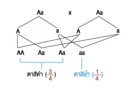 วิธีทำและคำอธิบายเฉลยข้อ 89 — ข้อสอบ เข้ามหาวิทยาลัย วิชาชีววิทยา (มีนาคม 2548)