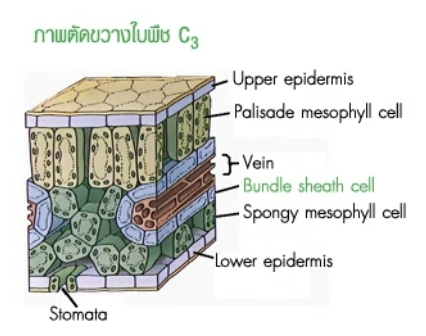 วิธีทำและคำอธิบายเฉลยข้อ 92 — ข้อสอบ เข้ามหาวิทยาลัย วิชาชีววิทยา (มีนาคม 2548)