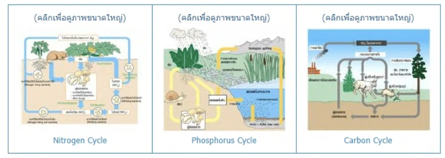 วิธีทำและคำอธิบายเฉลยข้อ 95 — ข้อสอบ เข้ามหาวิทยาลัย วิชาชีววิทยา (มีนาคม 2548)