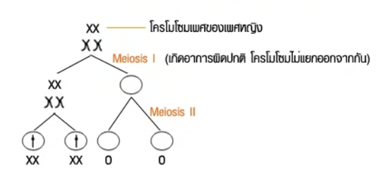 วิธีทำและคำอธิบายเฉลยข้อ 97 — ข้อสอบ เข้ามหาวิทยาลัย วิชาชีววิทยา (มีนาคม 2548)