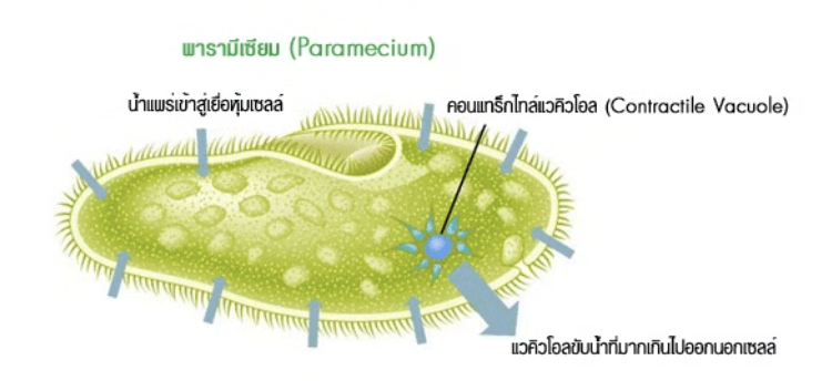 วิธีทำและคำอธิบายเฉลยข้อ 99 — ข้อสอบ เข้ามหาวิทยาลัย วิชาชีววิทยา (มีนาคม 2548)